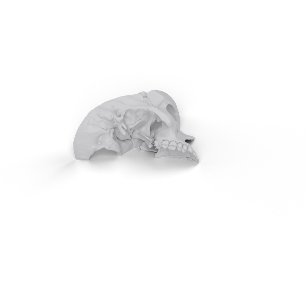 skull Face