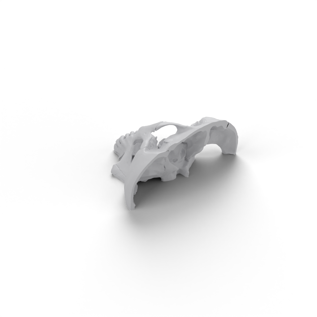 skull Face view 2